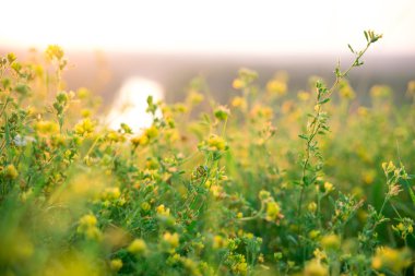 Güzel yeşil çayır gündoğumu