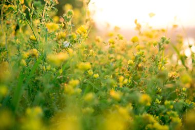 Güzel yeşil çayır gündoğumu