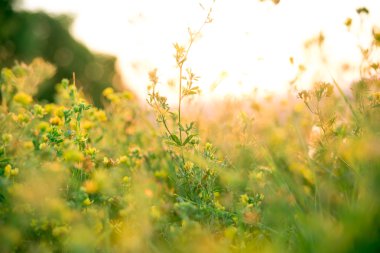Güzel yeşil çayır gündoğumu