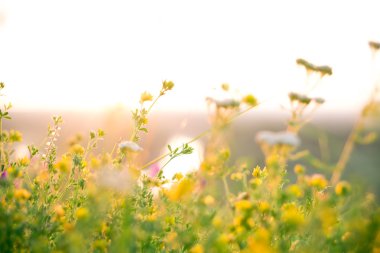 Güzel yeşil çayır gündoğumu