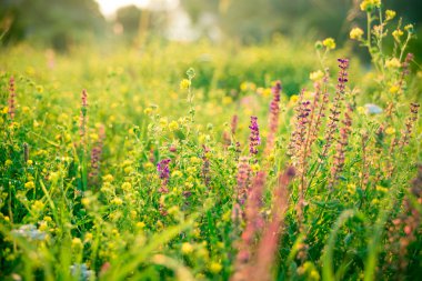 Güzel yeşil çayır gündoğumu