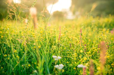 Güzel yeşil çayır gündoğumu