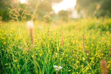 Güzel yeşil çayır gündoğumu