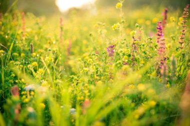 Güzel yeşil çayır gündoğumu