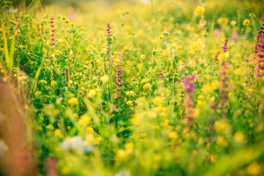 Güzel yeşil çayır gündoğumu