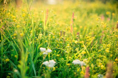 Güzel yeşil çayır gündoğumu