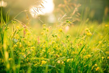 Güzel yeşil çayır gündoğumu