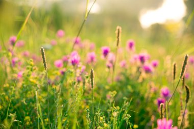 Yabani otlar ve pembe çiçekler
