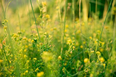 Güzel yaz çiçek çayır üzerinde