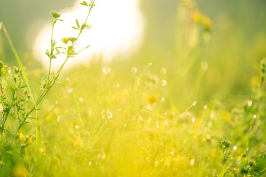 Güzel yeşil çayır gündoğumu