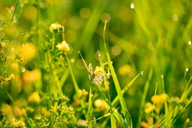 Taze yeşil çim ve sarı çiçekler