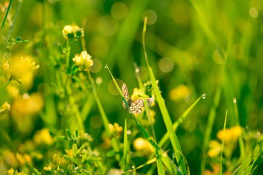 Taze yeşil çim ve sarı çiçekler