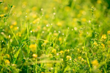 Taze yeşil çim ve sarı çiçekler