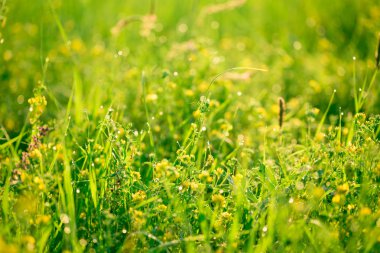 Taze yeşil çim ve sarı çiçekler