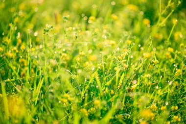Taze yeşil çim ve sarı çiçekler