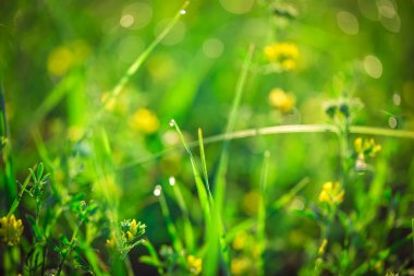 Taze yeşil çim ve sarı çiçekler