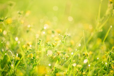 Güzel yeşil çim eniyi ve çiçekler