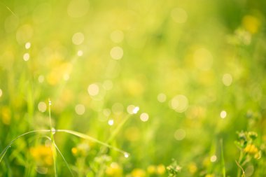 Güzel yeşil çim eniyi ve çiçekler