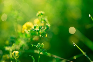 Güzel yeşil çim eniyi ve çiçekler