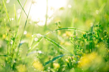 Çiyli yeşil çimenler 