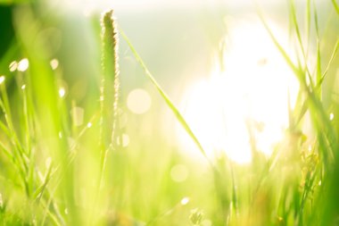 Çiyli yeşil çimenler 