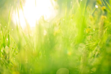 Çiyli yeşil çimenler 