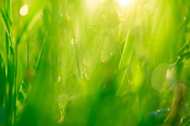 Çiyli yeşil çimenler 