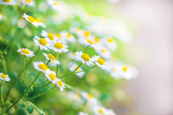 Kamomillblommor på fältet vid soluppgången — Stockfoto