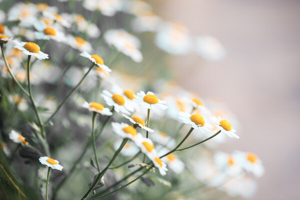 Chamomile flowers on field at sunrise