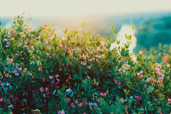 Groene weide met wilde bloemen bij zonsopgang — Stockfoto