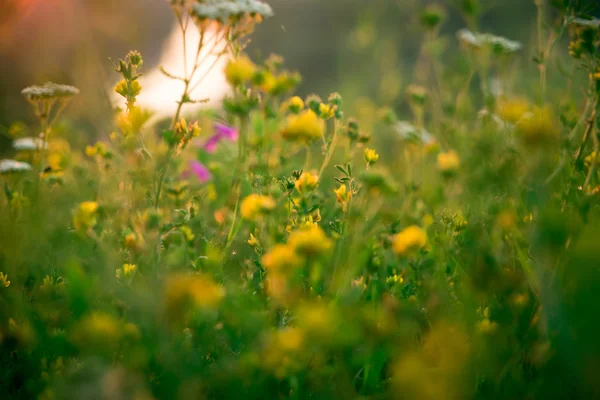 Bonito prado verde ao nascer do sol — Fotografia de Stock