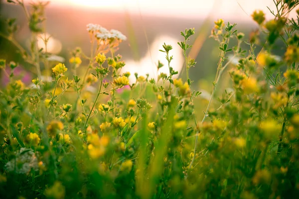 日の出の美しい緑の草原 — ストック写真