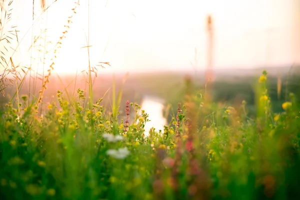 Belle prairie verte au lever du soleil — Photo