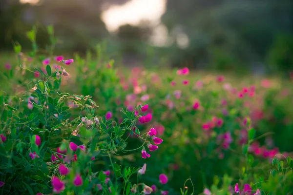 Зеленый луг с полевыми цветами на рассвете — стоковое фото