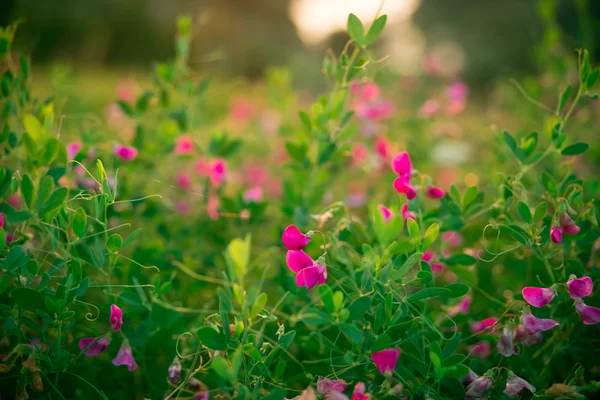 Wilde kruiden en wilde met bloemen roze — Stockfoto