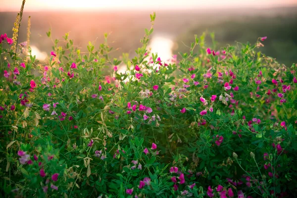 Hierbas silvestres y flores silvestres rosadas —  Fotos de Stock