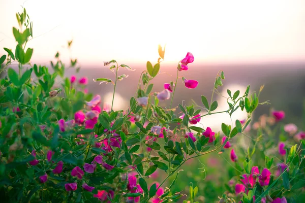 Groene weide met wilde bloemen bij zonsopgang — Stockfoto