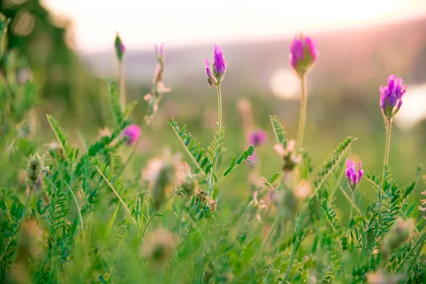 Wilde kruiden en wilde met bloemen roze — Stockfoto