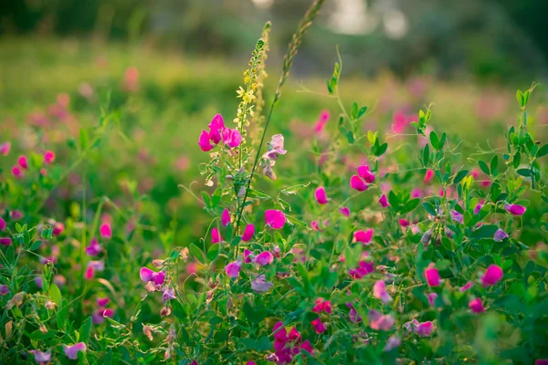 Wildkräuter und rosa Wildblumen — Stockfoto