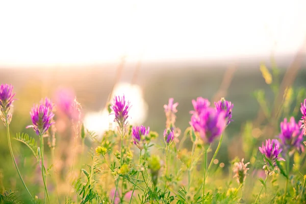 Wilde kruiden en wilde met bloemen roze — Stockfoto
