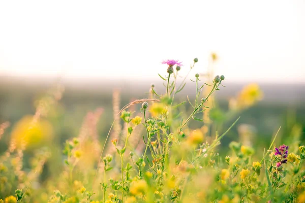 Hermoso prado verde al amanecer — Foto de Stock