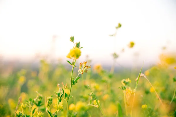 Bellissimo prato verde all'alba — Foto Stock