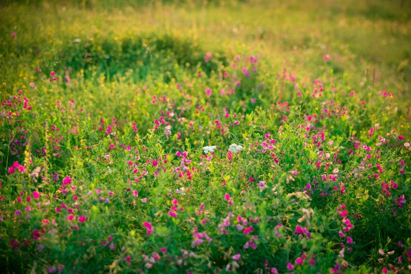 Дикие травы и розовые полевые цветы — стоковое фото