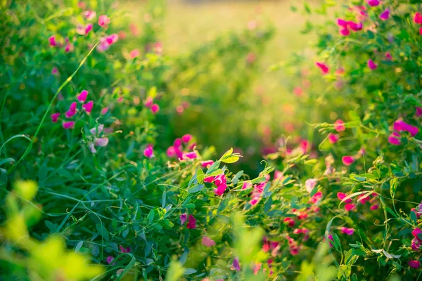 Wildkräuter und rosa Wildblumen — Stockfoto