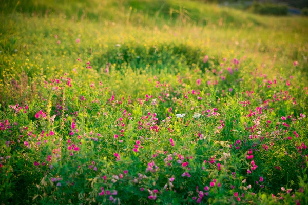 Ervas silvestres e flores silvestres rosa — Fotografia de Stock