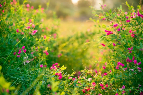 Wilde kruiden en wilde met bloemen roze — Stockfoto