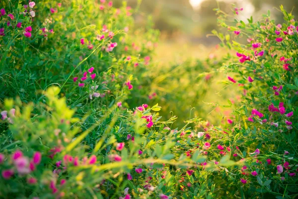 Ervas silvestres e flores silvestres rosa — Fotografia de Stock