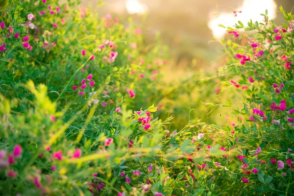 Wilde kruiden en wilde met bloemen roze — Stockfoto
