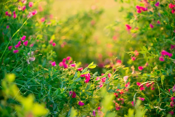 Wildkräuter und rosa Wildblumen — Stockfoto