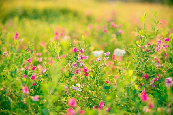 Wildkräuter und rosa Wildblumen — Stockfoto